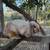 Holland Lop and Netherland Dwarf Rabbits 12 thumbnail
