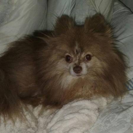 Lost/Missing Pomeranian 1