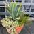 large potted succulents 1 thumbnail