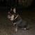 French Bulldog 2 thumbnail