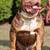 XL American Bully Male 4 thumbnail