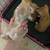 Kittens need homes 7 thumbnail