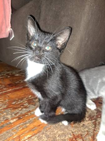 Kittens - free64040256099713123