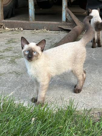 Siamese 5 month kittens