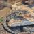 Reptiles 13 thumbnail