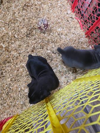 ICCF Cane Corso puppies63904507585155120