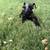 Black Miniature Schnauzer 1 thumbnail
