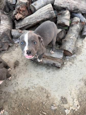 11 wek old pitbull puppies (pittsburg / antioch)64664712448515120