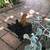 Pair tiny bantam Dark color pullet Kikirki pullets hen rooster 2 thumbnail