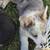 Corgis 4 thumbnail