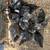 Chick 4 thumbnail