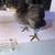 Easter eggers 4 thumbnail