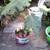 Peach and Fig tree 2 thumbnail