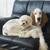 Dog daycare and boarding in my home 5 thumbnail