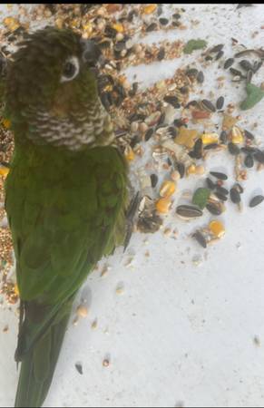 Green cheek conure (Mason)63908216710658121