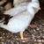 Sebastopol Goslings (Geese Babies) 2M/3F 12 thumbnail
