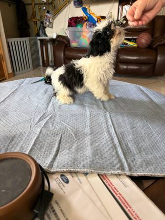 Shih tzus