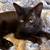 Lost black cat 3 thumbnail