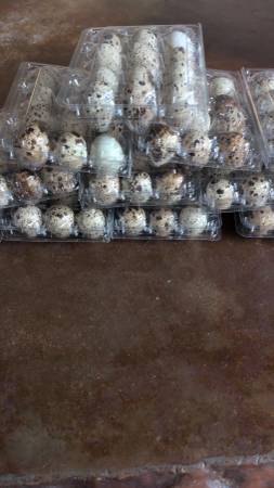 Quail eggs 1