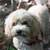 Your Trusted Pet Sitter for Busy Professionals! 8 thumbnail