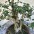 Olive Bonsai 4 thumbnail