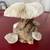 Mushroom coral skeletons mounted on wood 3 thumbnail