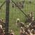 Fantastic Egg Laying Hens! 1 thumbnail