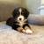 Beautiful Aussie puppies 5 thumbnail