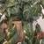 Hanging basket with artificial plant 5 thumbnail