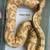 Proven Adult Ball Python Morphs for Sale 3 thumbnail