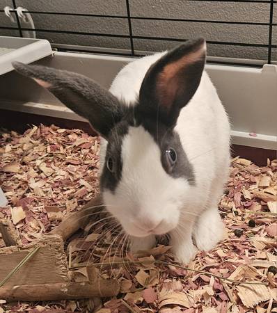 Dutch Bunny 1