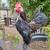 Serama rooster and hen 1 thumbnail