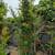 Pomegranate Tree 2 thumbnail