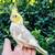 Cockatiel Cockatiel Tame Baby 7 thumbnail