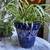 Spider Plant w/ Several Flowering Sprigs  in Blue and White Ceramic 6 thumbnail