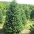 Premium North Carolina Fraser Fir Christmas Trees 5 thumbnail