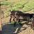 Nigerian Dwarf goats 9 thumbnail