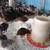 Jumbo pearl couturnix Quail 3 months/gordonises de Jumbo pearl couturnix 3 meses 6 thumbnail