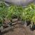 PLANTS PLANTS PLANTS PLANTS 11 thumbnail