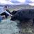 Black angus heifer 2 thumbnail