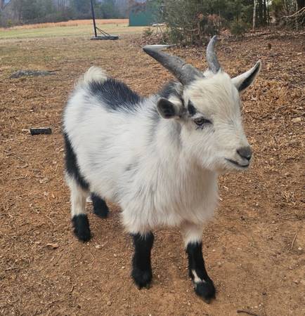 Nigerian dwarf bucklings 1