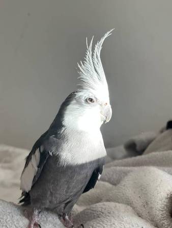 Gray and White Cockatiel (fremont / union city / newark)63836592363011120