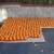 350 small pumpkins 1 thumbnail