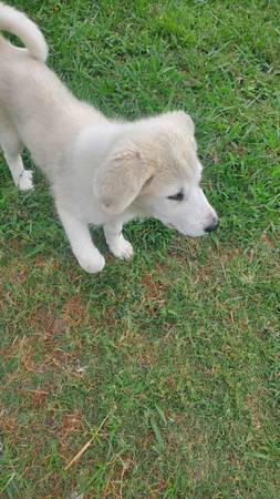 Livestock guardian puppies-$15063897334752131121