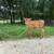 Weaned Jersey heifers 4 thumbnail