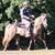 FOR ADOPTION - Heartland Equine Rescue -11yr Rocky Cross Pony 5 thumbnail