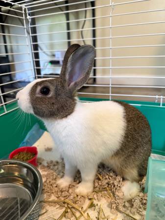 Mini Rex rabbit (Sanford NC)63980446142467121
