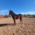AQHA-Smokey Black Filly 4 thumbnail