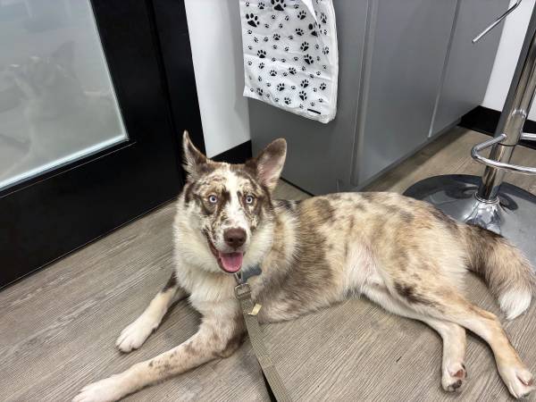 Husky/Australian shepherd needing home (Bluefield)63667748577539124