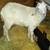 GOATS FOR SALE 6 thumbnail